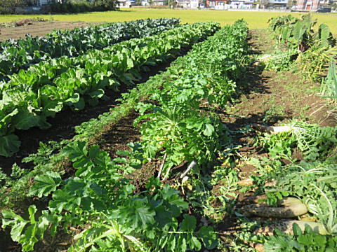 d0046702_16201207.jpg