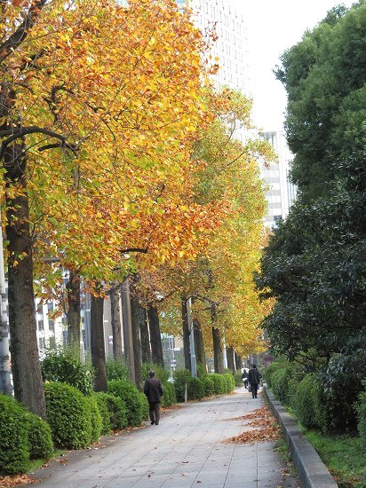 日比谷公園の首賭け銀杏など、秋風景_e0255509_20503125.jpg