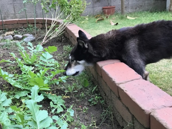 【動画あり】大根の葉を喰ふ柴犬（2017冬季編）_f0369014_15265963.jpg