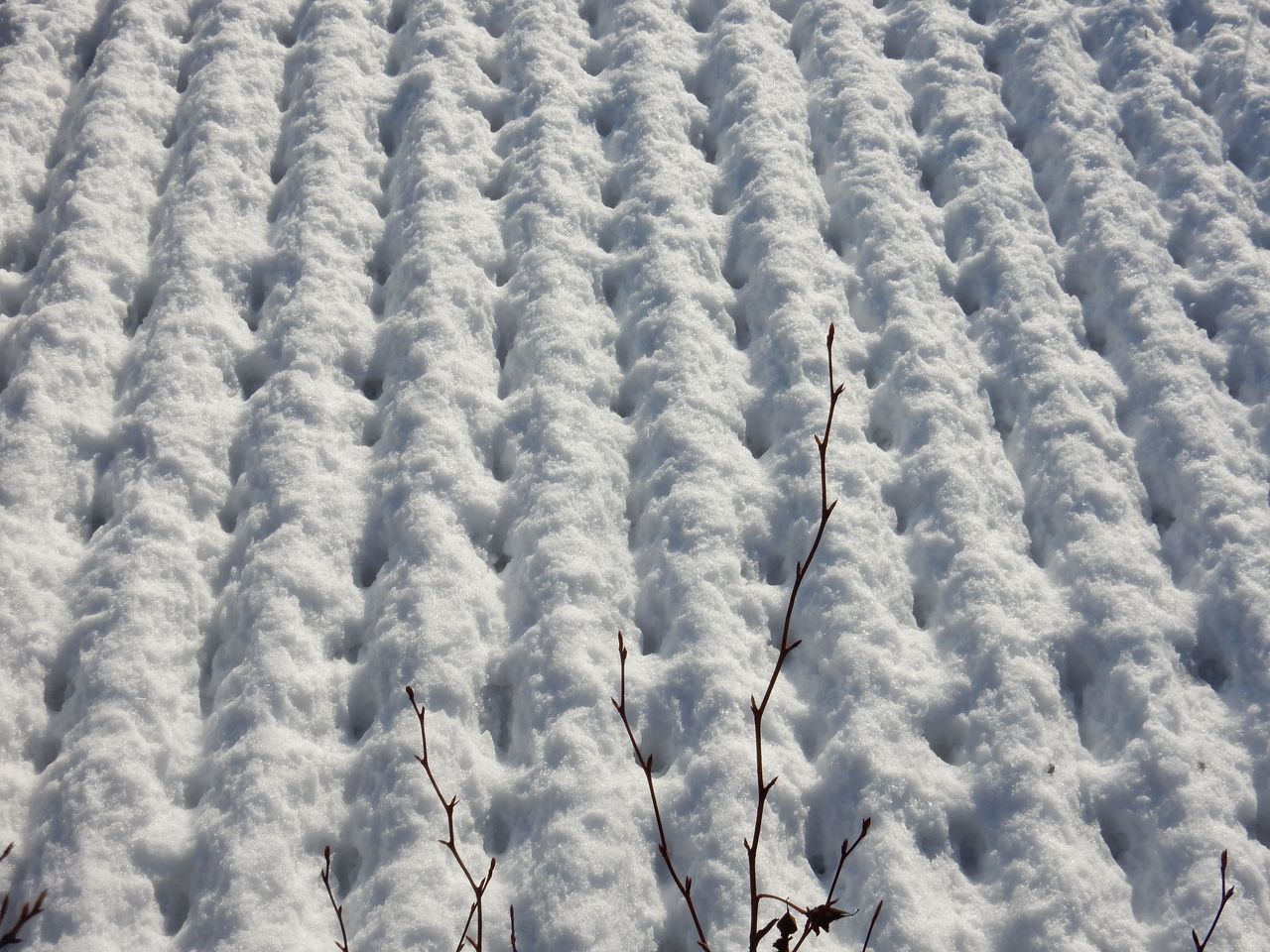 初の本格的積雪_c0025115_20443584.jpg