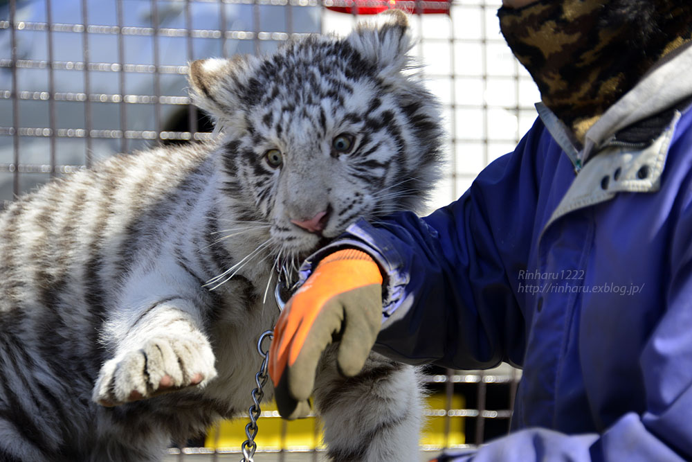 2016.1.1 那須サファリパーク☆ホワイトタイガーのマハロ<その2>【White tiger】_f0250322_16172683.jpg