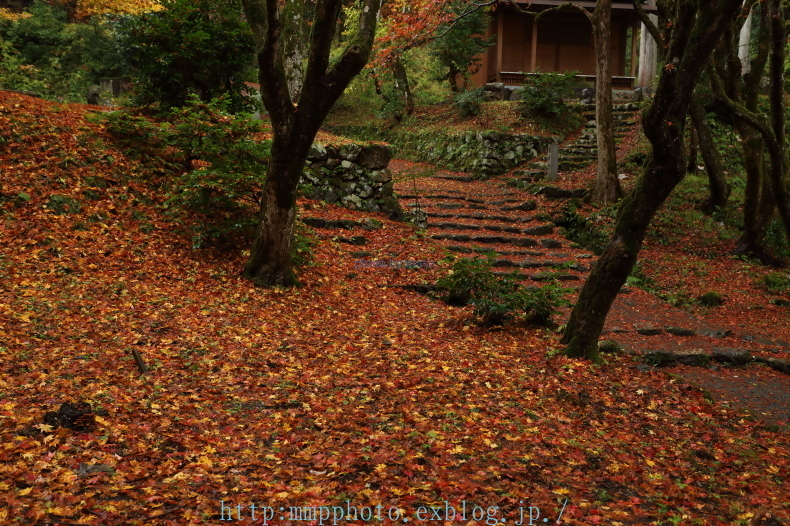 雨降る鶏足寺_d0283427_13291083.jpg