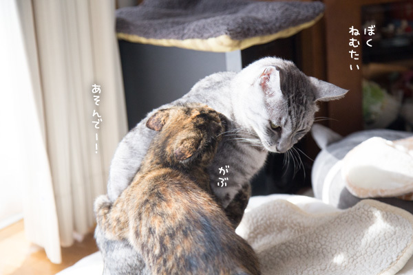 こまったちゃんまお_d0355333_13462124.jpg