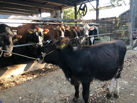 磯沼ミルクファーム！_b0219942_22171236.jpg