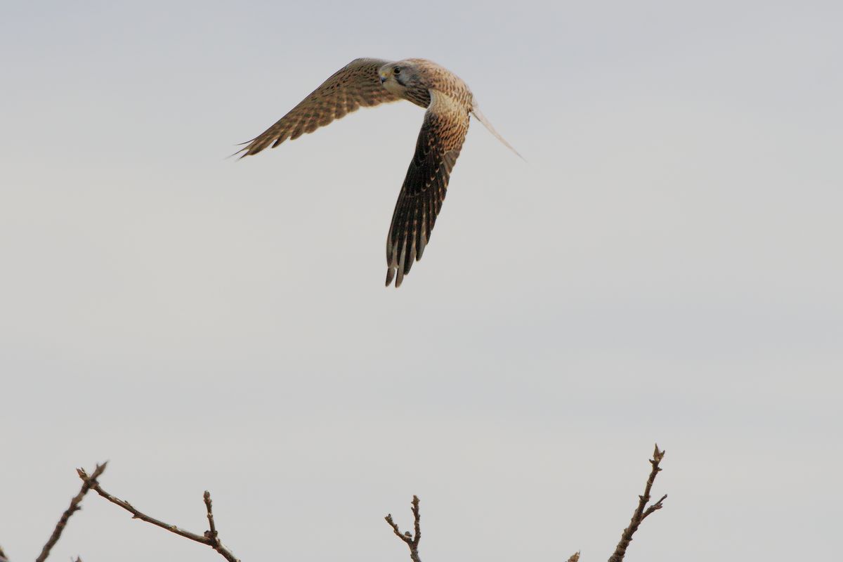 多摩川の野鳥 ２_b0184848_1340999.jpg