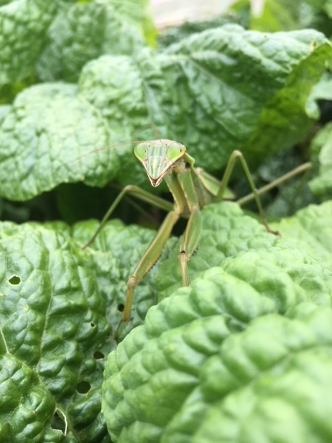 今朝は　山ぶどう　収穫　　　カマキリ達　沢山います　_c0222448_12474012.jpg