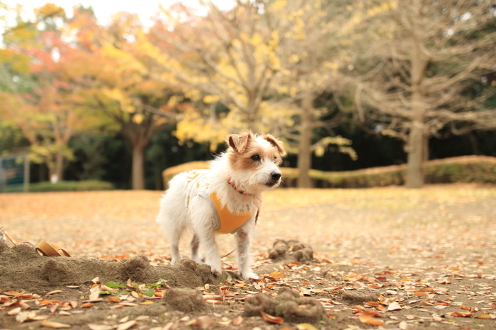 紅葉　in KASUMI PARKⅢ_d0168652_15303931.jpg