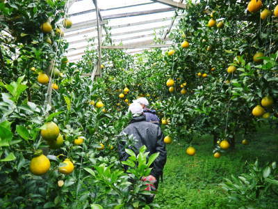 デコポン(肥後ポン) 大きく育ち、色がつき始めました!今年度は1月中旬からの出荷予定です!(後編)_a0254656_16494107.jpg