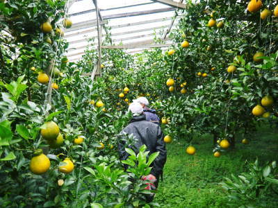 デコポン（肥後ポン）　大きく育ち、色がつき始めました！今年度は1月中旬からの出荷予定です！(後編)_a0254656_16494107.jpg