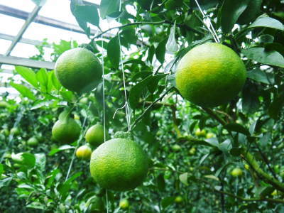 デコポン(肥後ポン) 大きく育ち、色がつき始めました!今年度は1月中旬からの出荷予定です!(後編)_a0254656_17005324.jpg