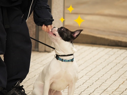 楽しいお散歩♪♪_f0357682_15511092.jpg