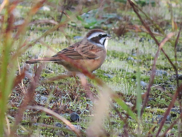 鳥少々と孫の音楽発表会など。_f0357487_00030439.jpg