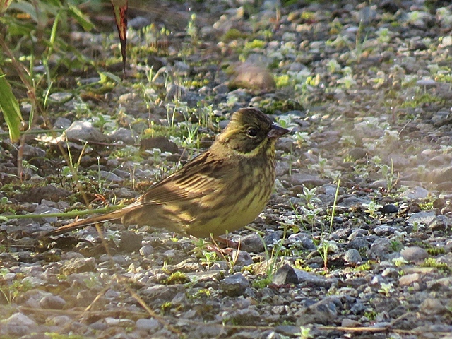 鳥少々と孫の音楽発表会など。_f0357487_00073915.jpg