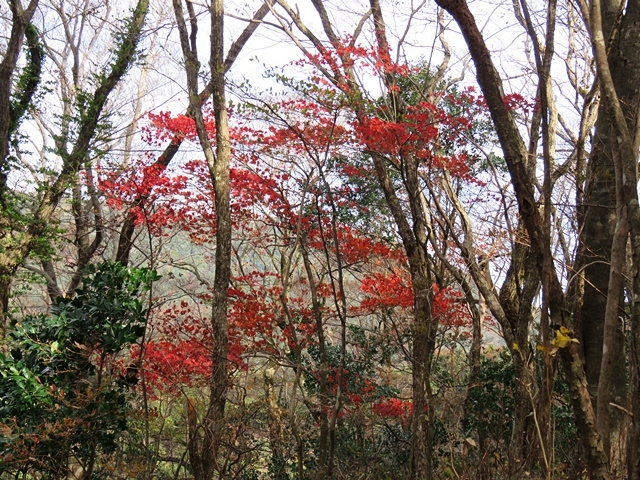 栗野岳へ、16日_f0357487_19544542.jpg