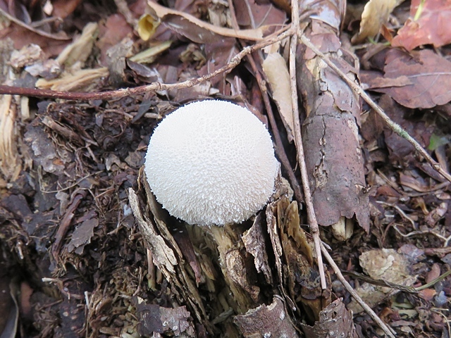 f0357487_20050109.jpg