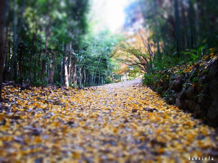 晩秋の山道_c0152690_21180688.jpg