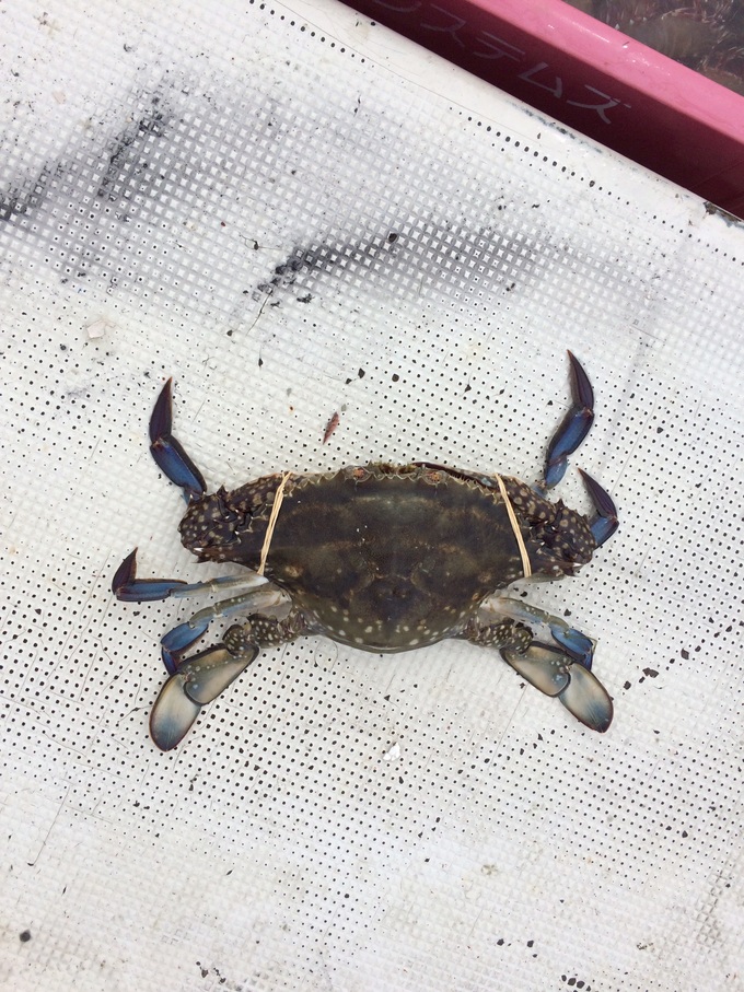家島で地引網体験してきました!!_e0117398_2244228.jpg
