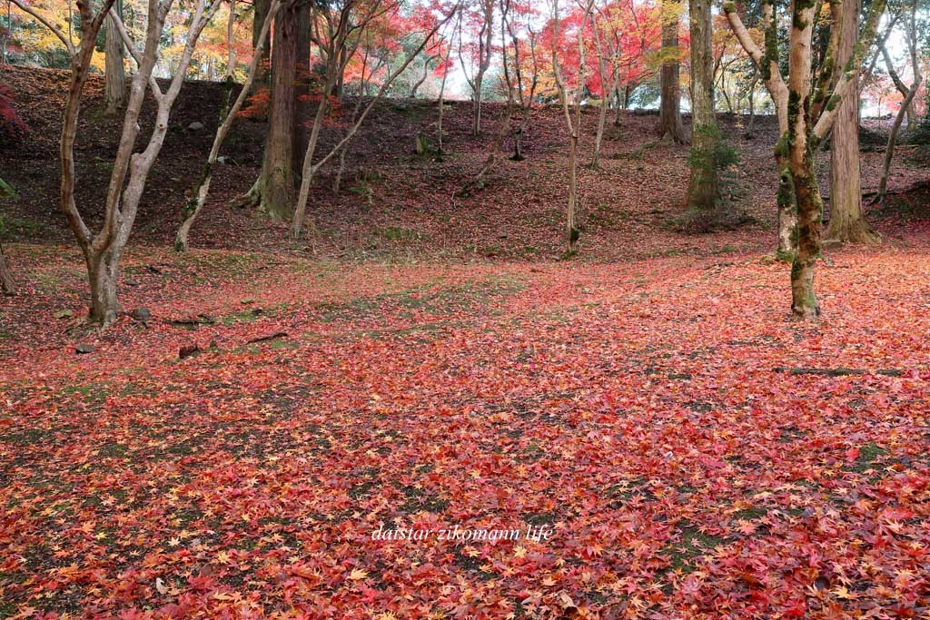 尾関山公園の紅葉_d0361602_12184381.jpg