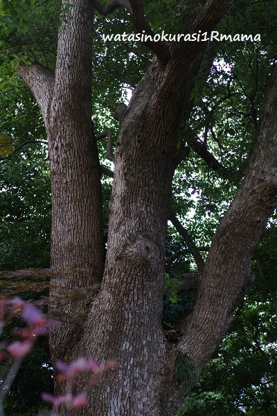 c0365711_10564794.jpg