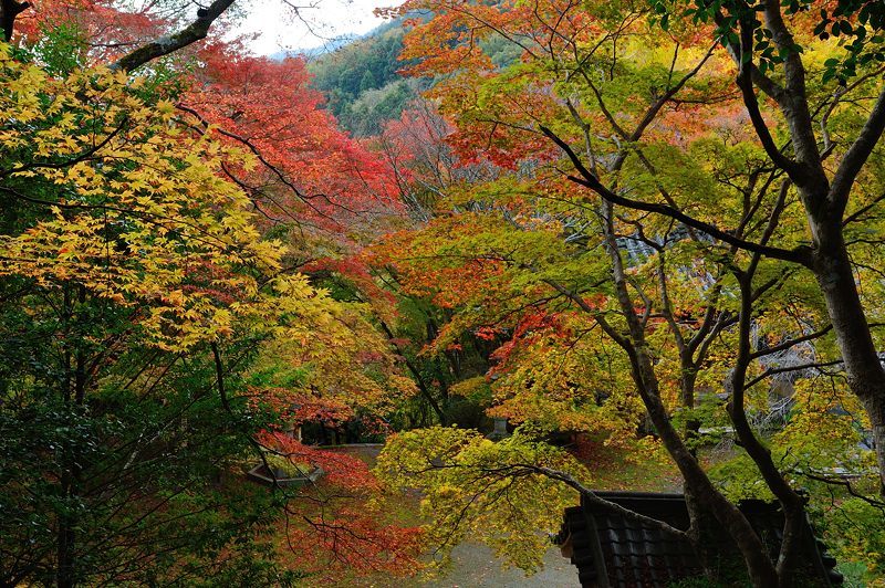 2017京都の紅葉･洛西　金蔵寺　其の一_f0032011_19442389.jpg