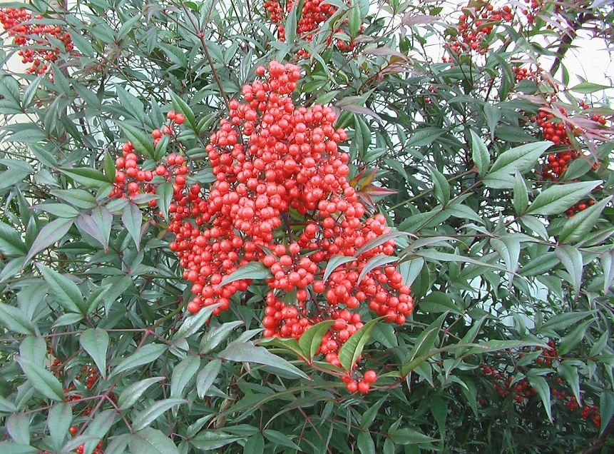 c0335218_20303848.jpg