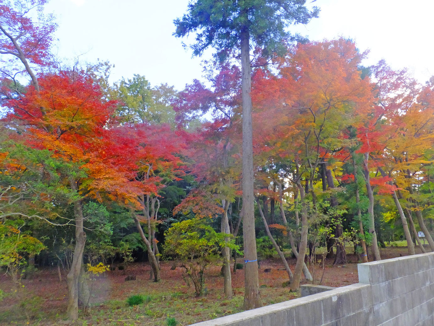 雀宮と風野真知雄　11月19日（日）その2_b0215220_15550447.jpg