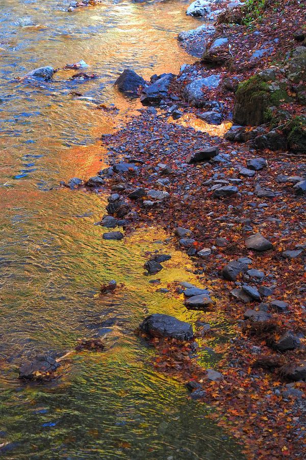 蓬莱山　紅葉最前線レポート（２）渓流に照り映えるモミジこそ♪_a0031821_13481171.jpg