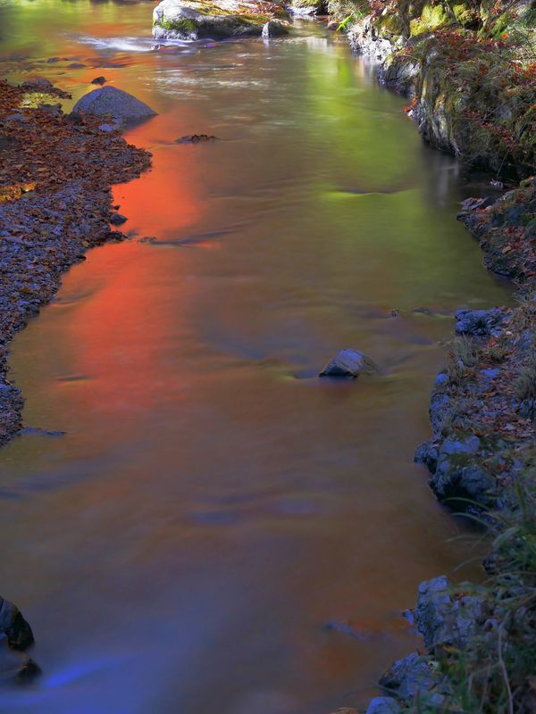 蓬莱山　紅葉最前線レポート（２）渓流に照り映えるモミジこそ♪_a0031821_13534491.jpg