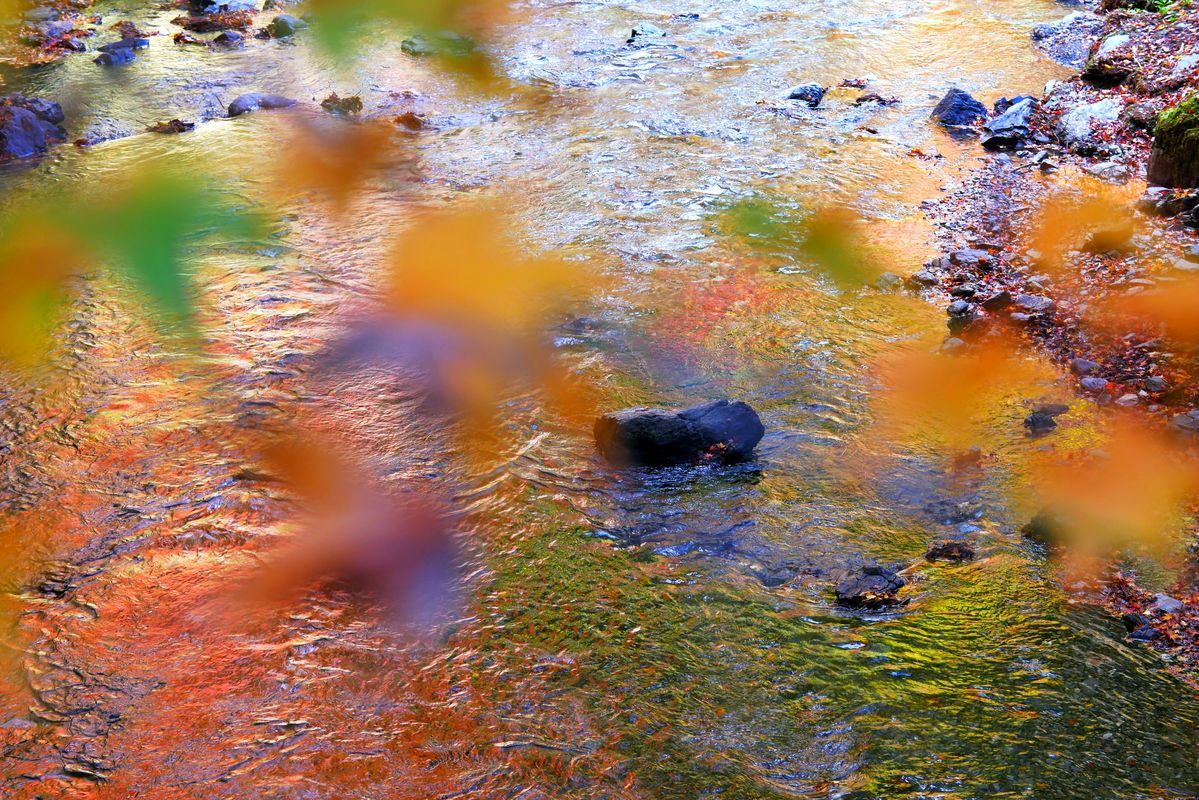 蓬莱山　紅葉最前線レポート（２）渓流に照り映えるモミジこそ♪_a0031821_14025151.jpg