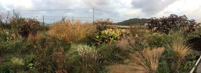 畑のへりガーデン 11月中旬_a0163529_16350278.jpeg