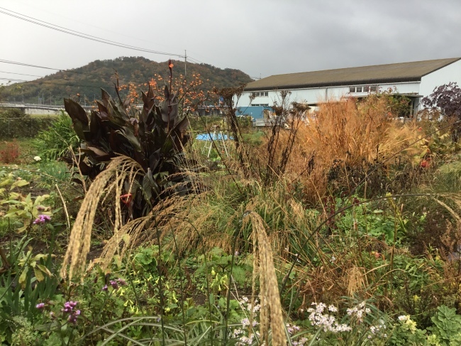 畑のへりガーデン 11月中旬_a0163529_16563029.jpeg