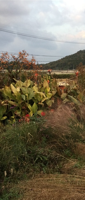 畑のへりガーデン 11月中旬_a0163529_19511401.jpeg