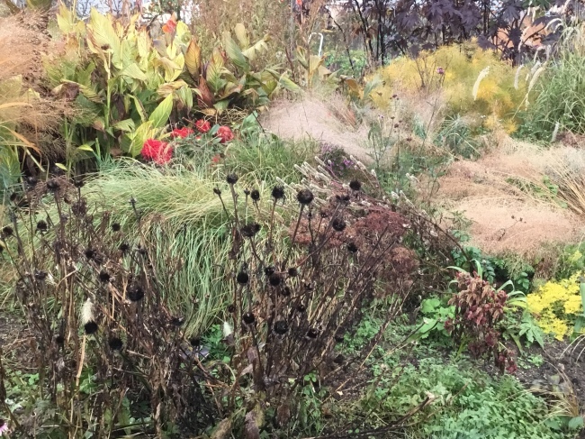 畑のへりガーデン 11月中旬_a0163529_19563418.jpeg