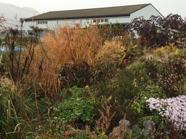 畑のへりガーデン 11月中旬_a0163529_20060440.jpeg