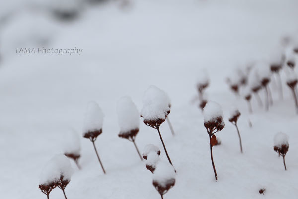 雪です_c0024729_19493678.jpg