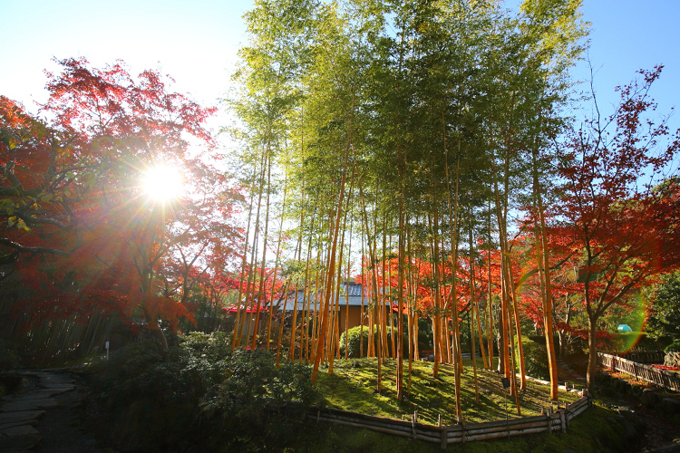 紅葉の八幡市 －松花堂庭園（外園）－_b0169330_18271629.jpg