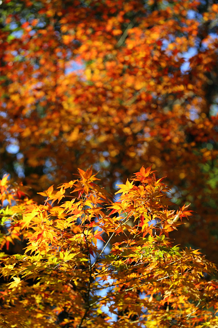 紅葉の八幡市 －松花堂庭園（外園）－_b0169330_18424643.jpg