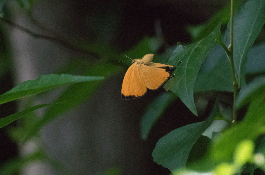 a0126632_18325542.gif