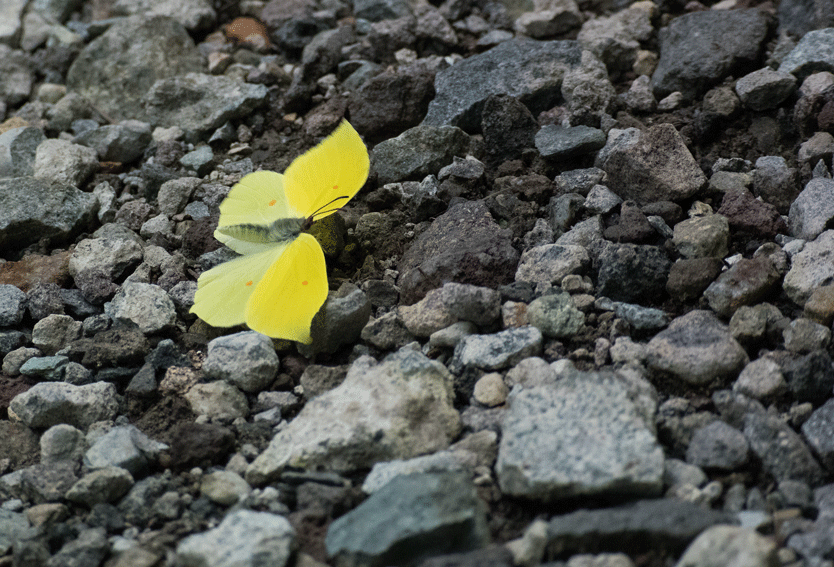 a0126632_18383723.gif