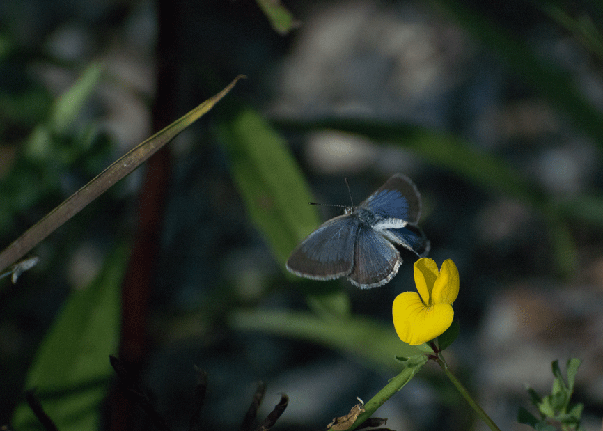 a0126632_18534183.gif