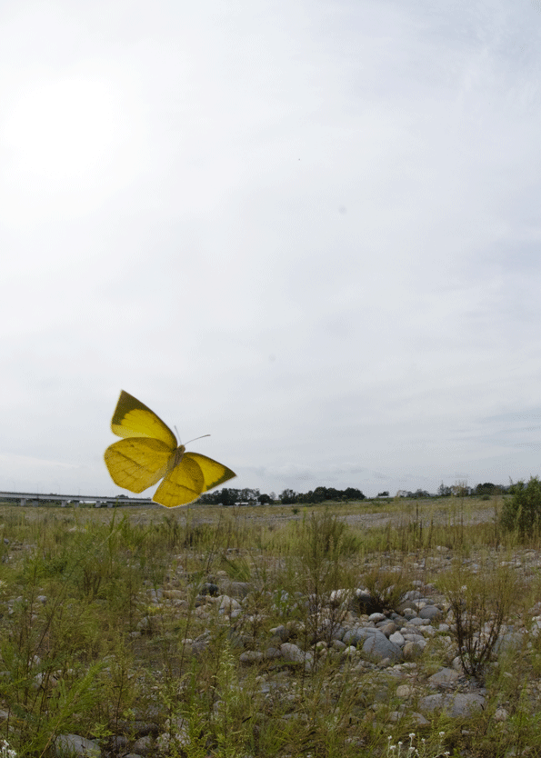 a0126632_19244631.gif