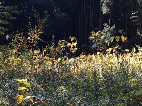 b0330040_02420476.jpeg