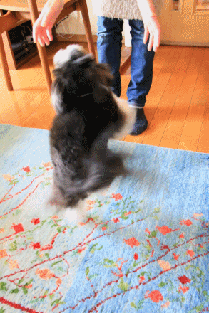 c0145250_14162560.gif