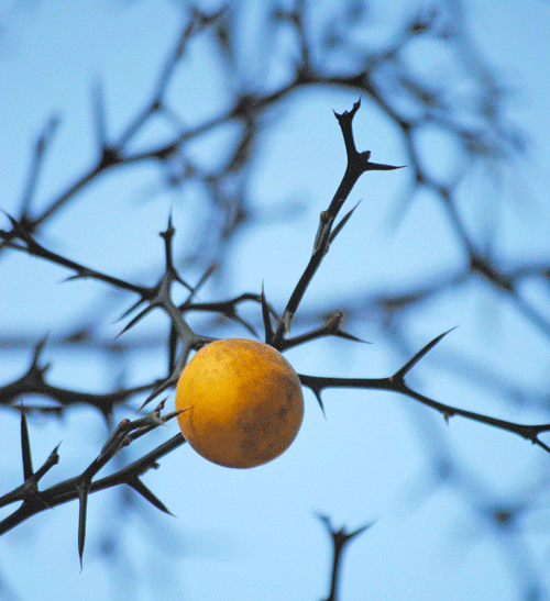 a0001354_23225296.gif