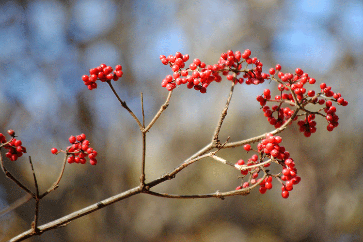 a0001354_23240273.gif