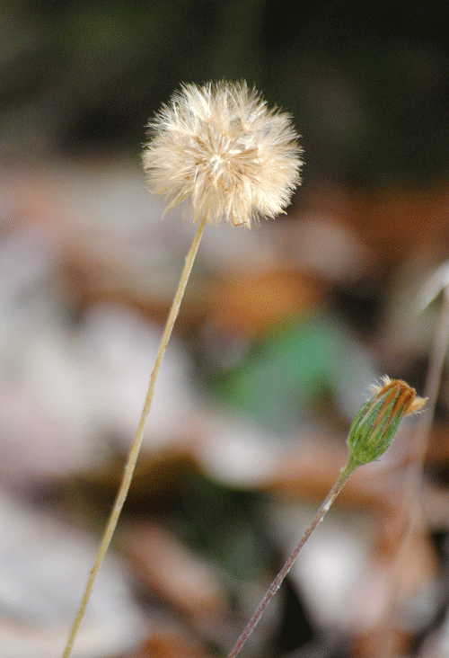 a0001354_23255229.gif