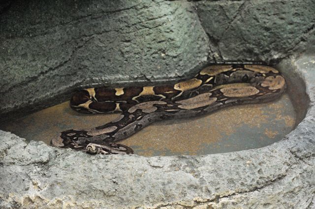 自然動物館のヘビの仲間たち 閲覧注意 蜜蜂的写真日記
