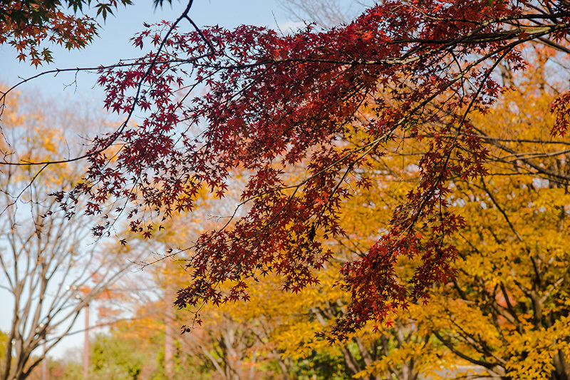 森公園の紅葉_a0261169_17290402.jpg