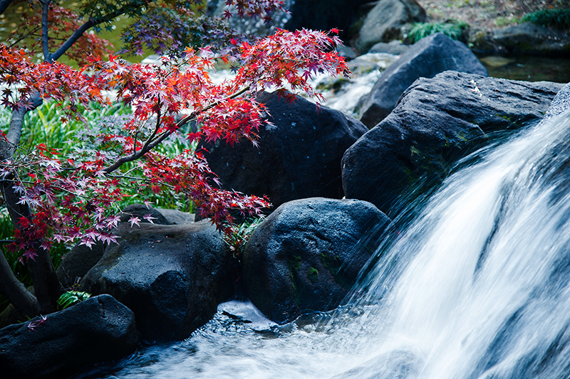 森公園の紅葉_a0261169_17304356.jpg