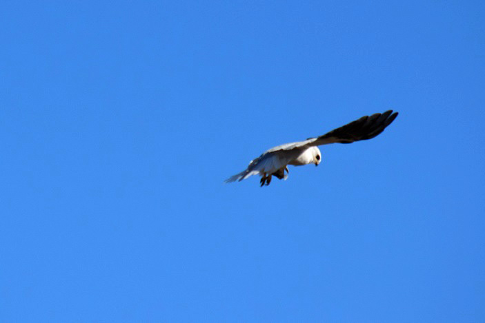 White-tailed Kite hovering - Corte Madera marsh_b0369375_05441994.jpg